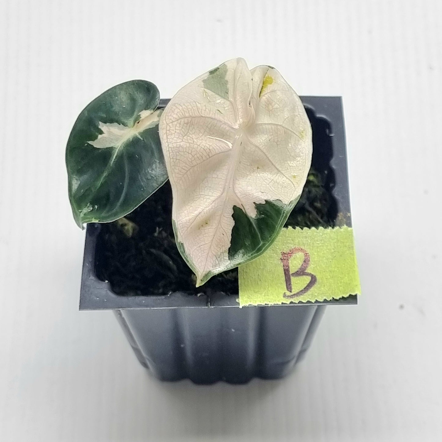 Alocasia Heart Balloon Pink Variegated, 50mm