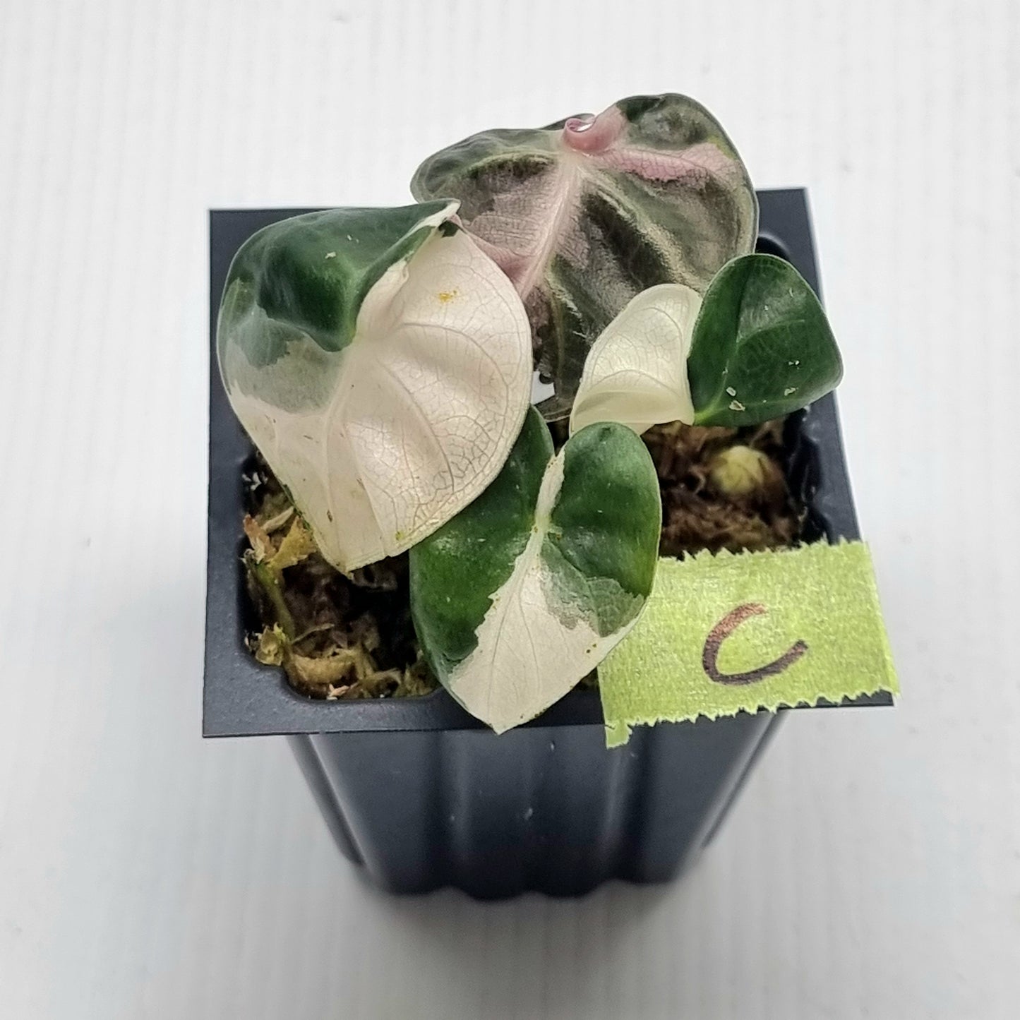 Alocasia Heart Balloon Pink Variegated, 50mm