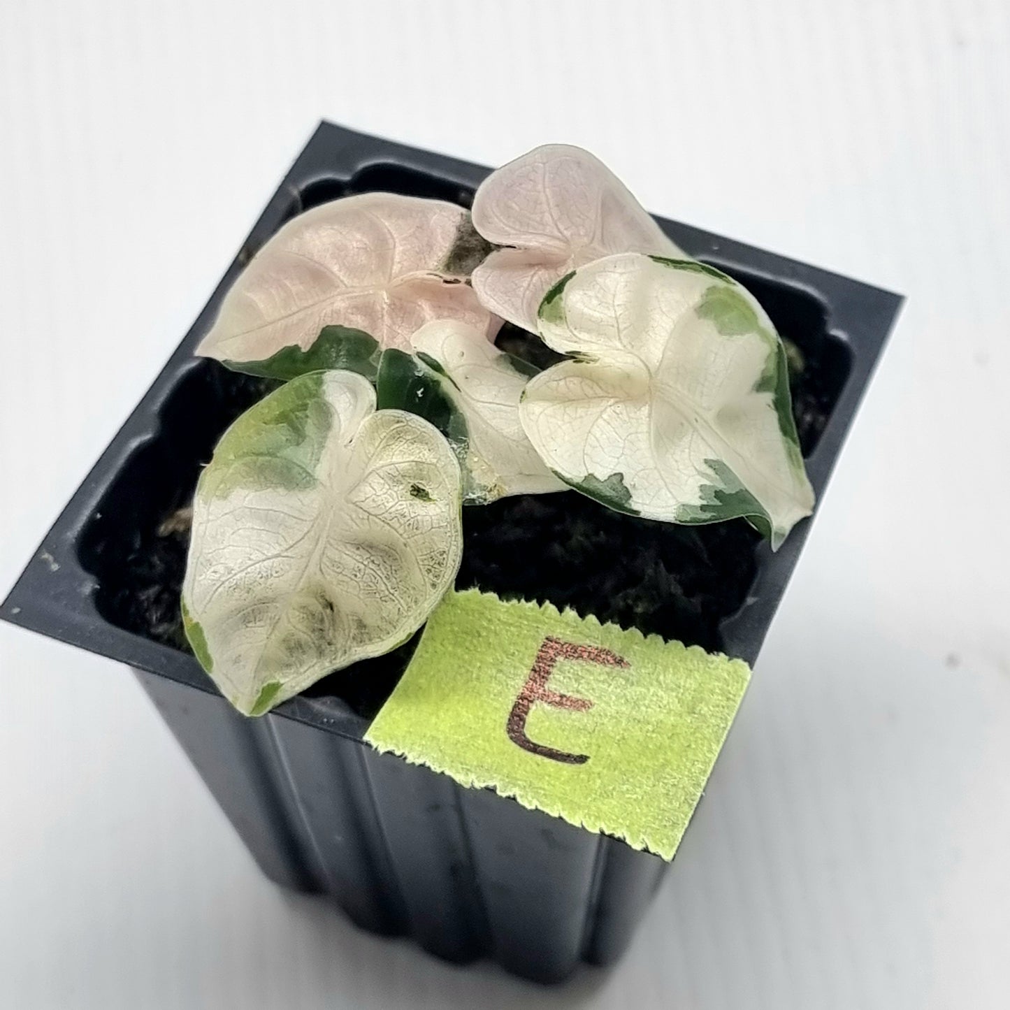 Alocasia Heart Balloon Pink Variegated, 50mm