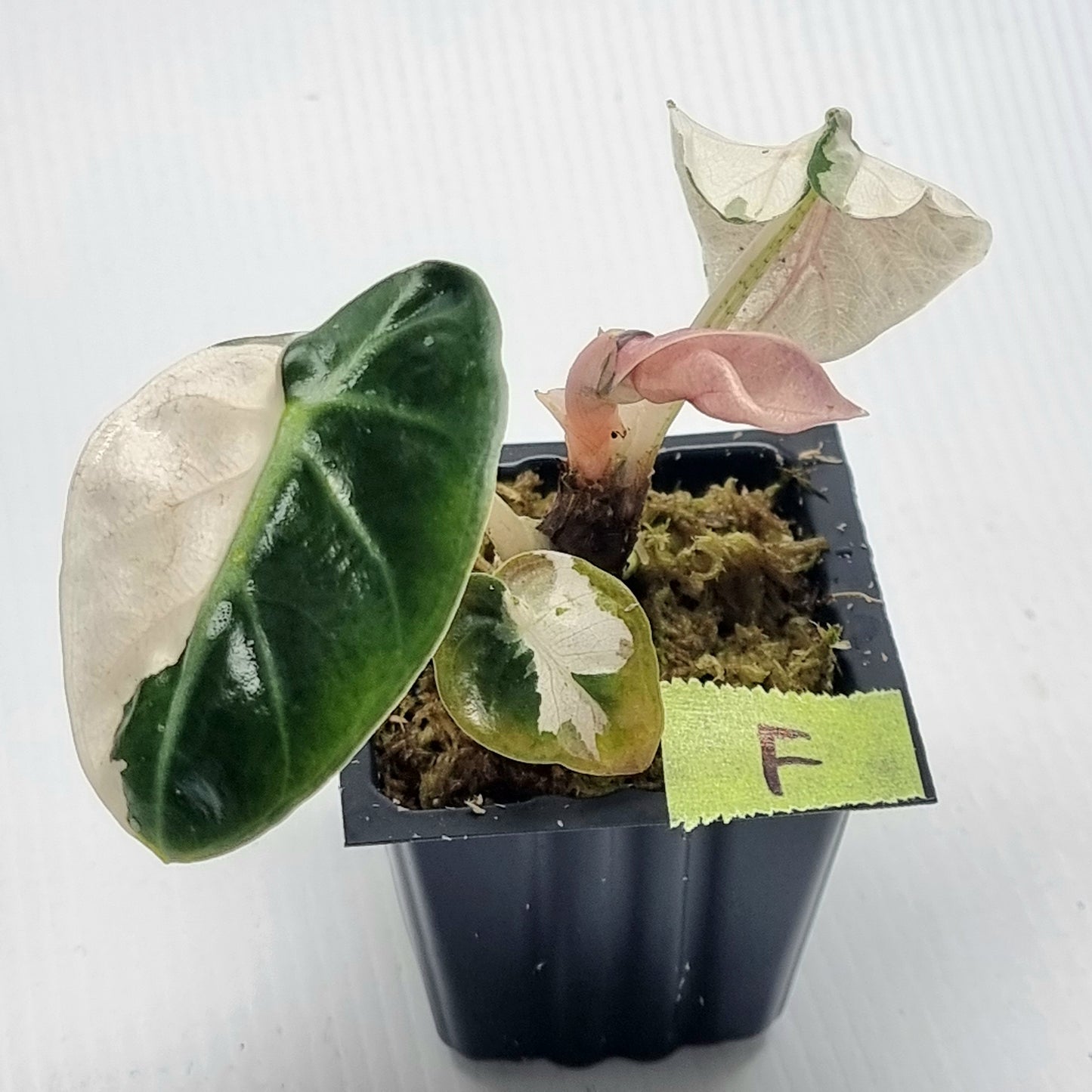 Alocasia Heart Balloon Pink Variegated, 50mm