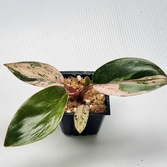 Philodendron Red Congo Mint