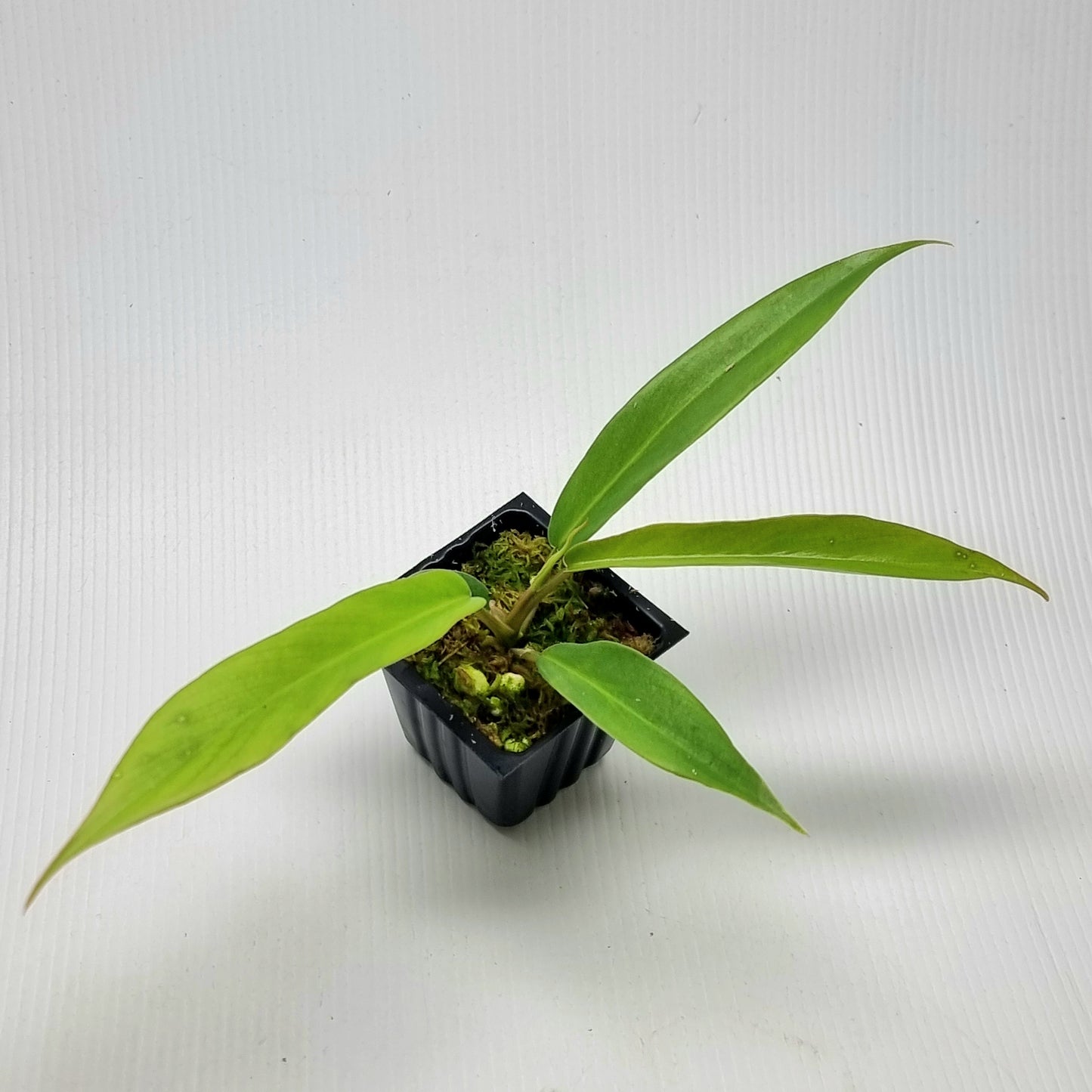 Philodendron Florida Beauty x P. tortum REVERTED