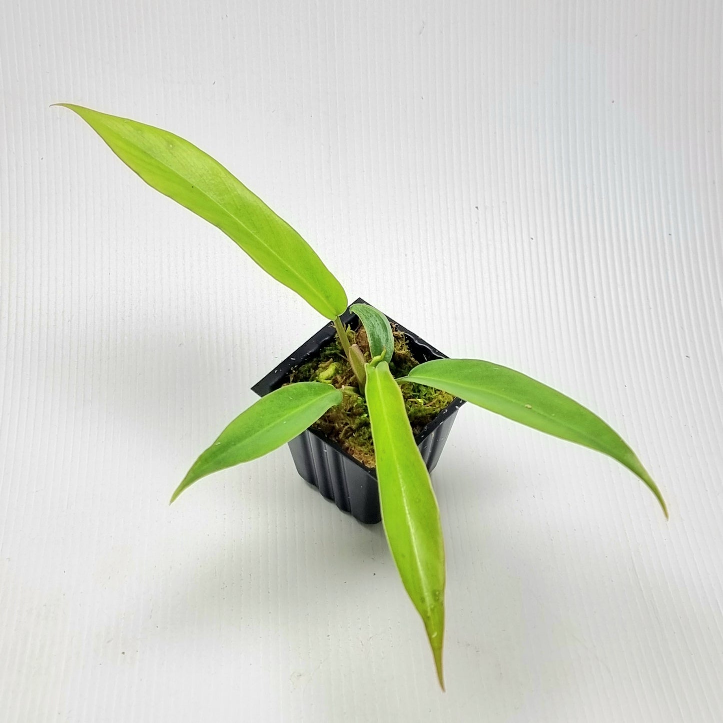 Philodendron Florida Beauty x P. tortum REVERTED