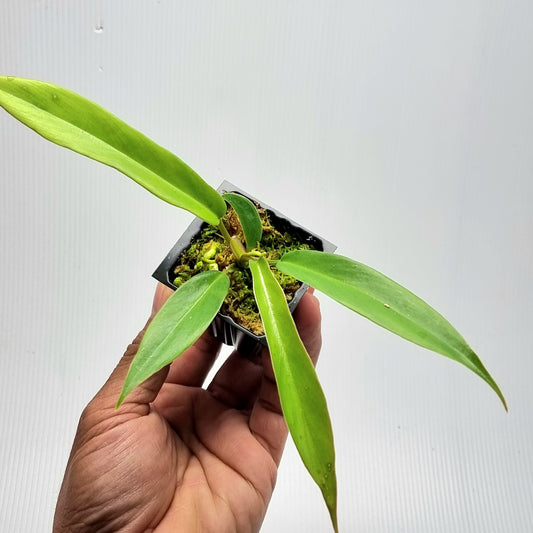 Philodendron Florida Beauty x P. tortum REVERTED