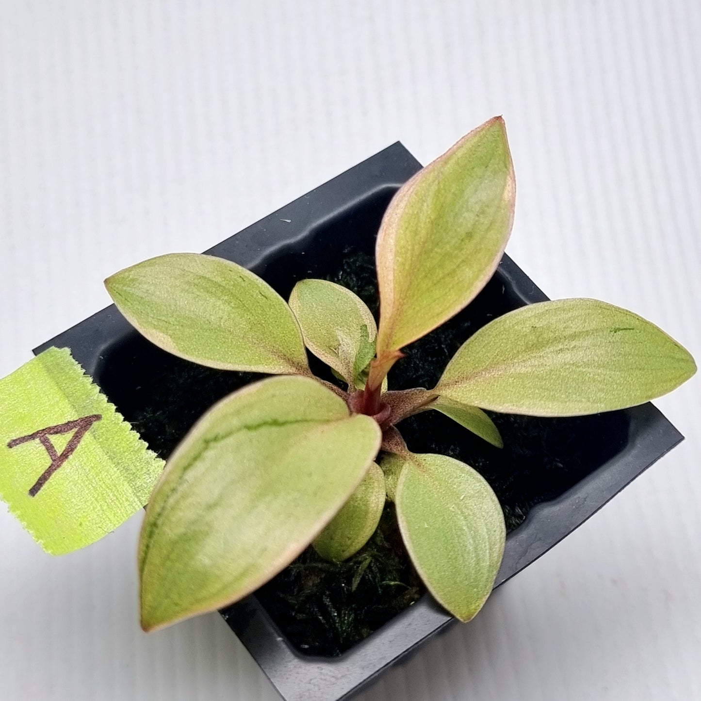 Philodendron Black cardinal var no.2