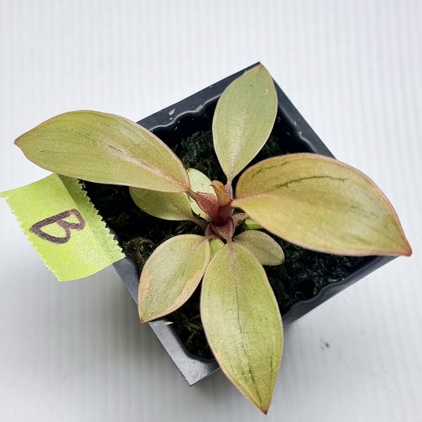 Philodendron Black cardinal var no.2