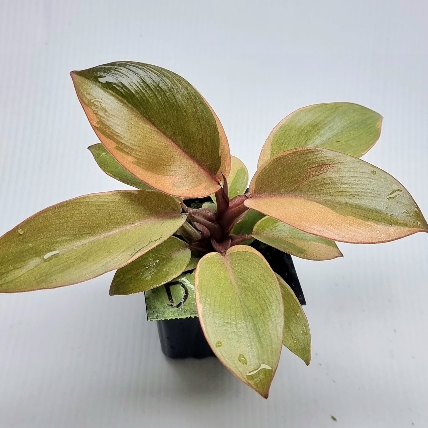 Philodendron Black cardinal var no.2