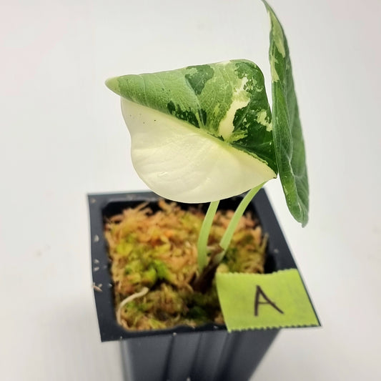 Alocasia Maharani Albo Variegated