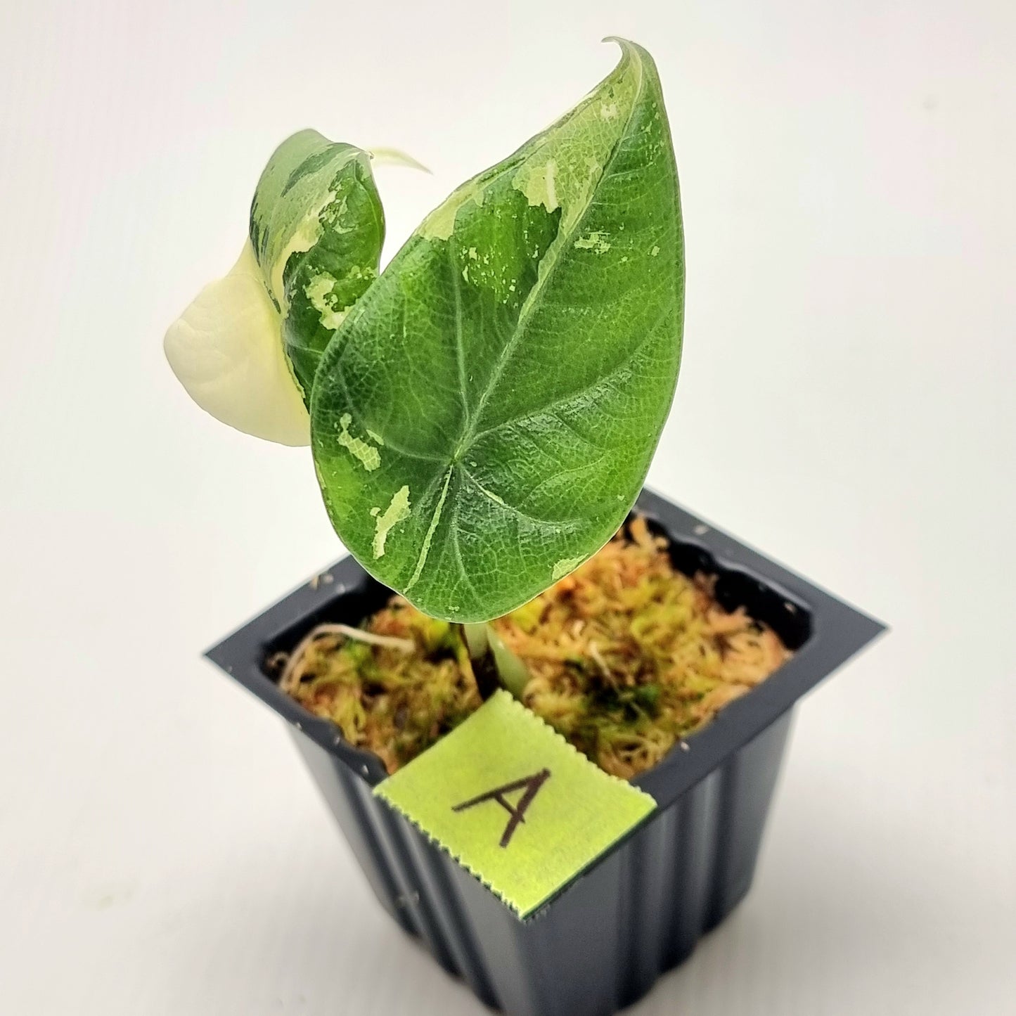 Alocasia Maharani Albo Variegated