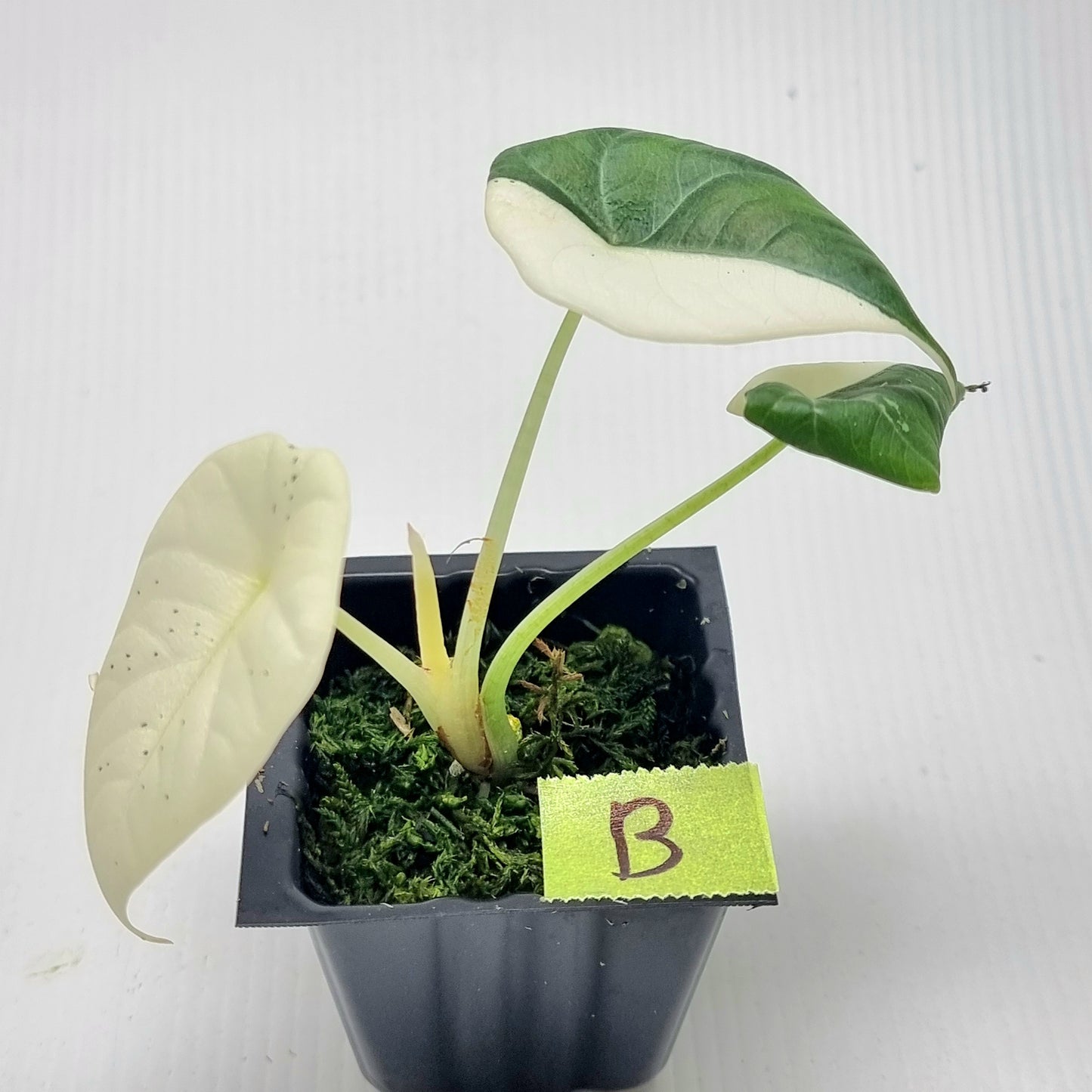 Alocasia Maharani Albo Variegated