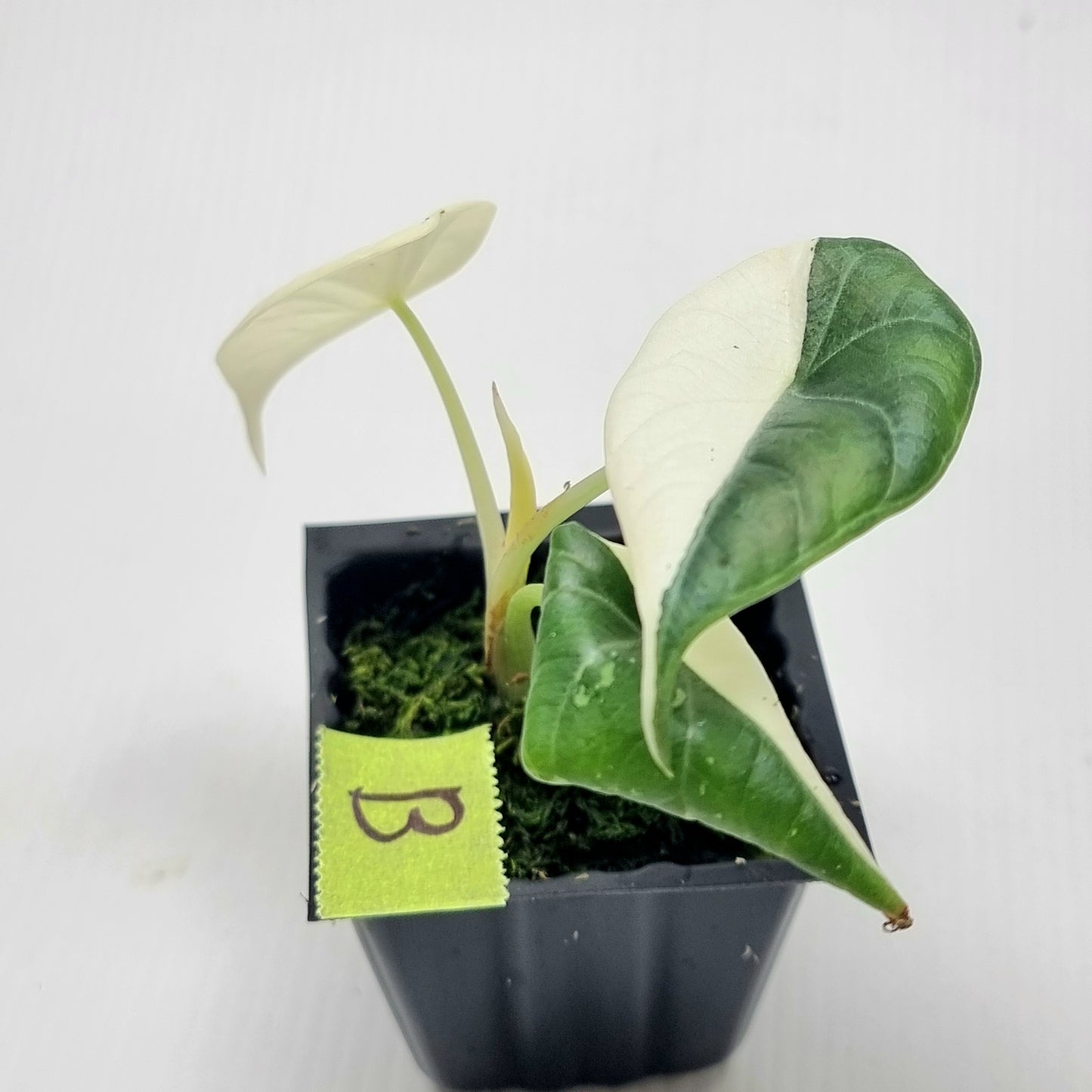 Alocasia Maharani Albo Variegated