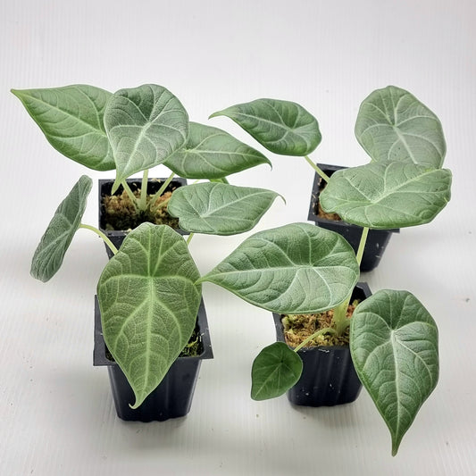Alocasia Maharani REVERTED