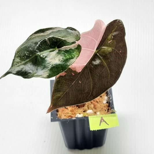Alocasia Chantrieri Pink Variegated