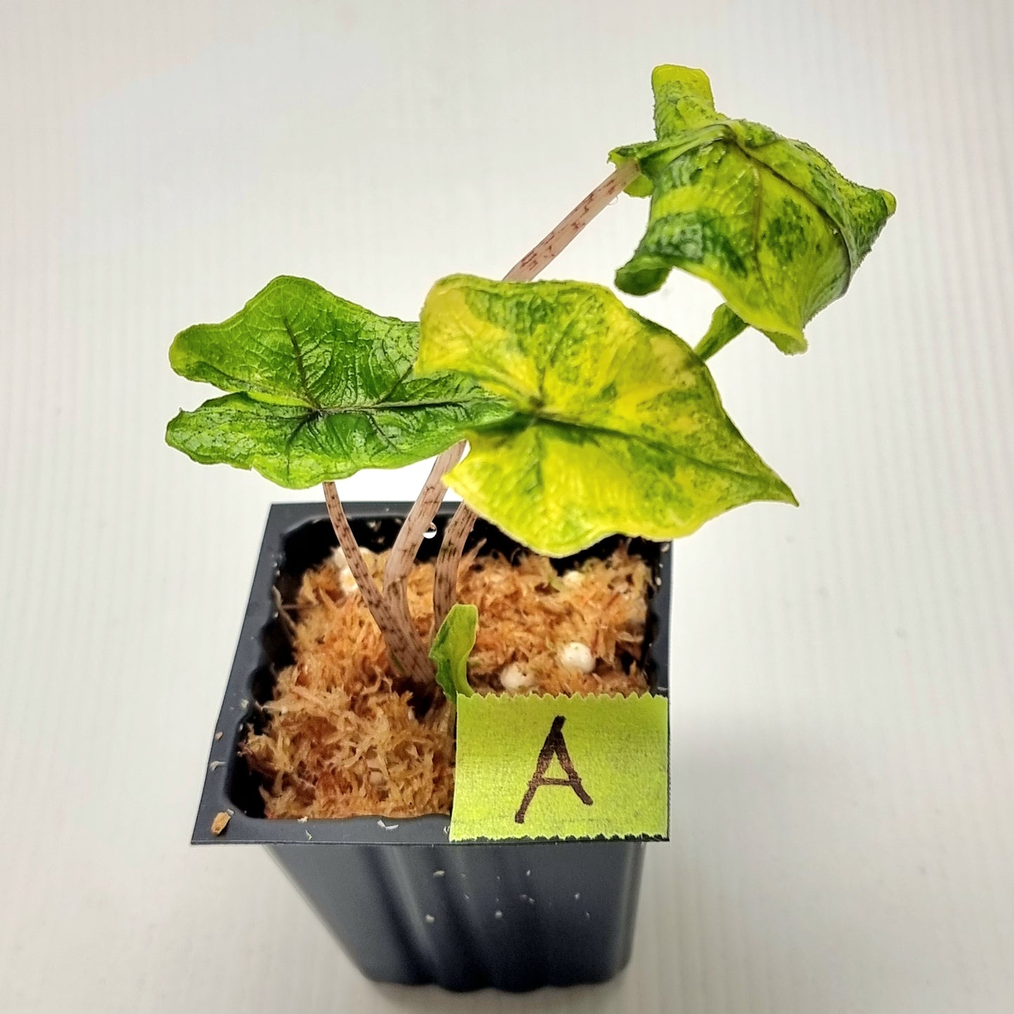 Alocasia Jacklyn Variegated