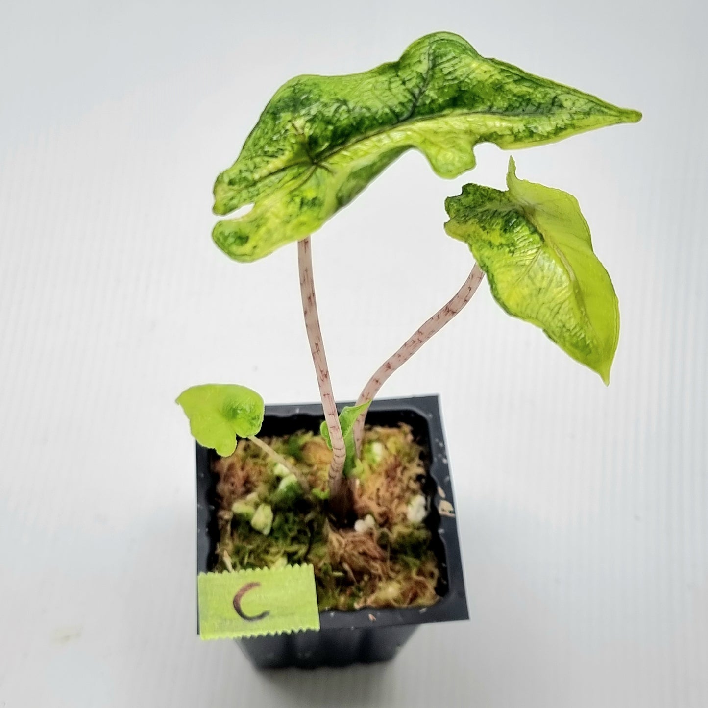 Alocasia Jacklyn Variegated