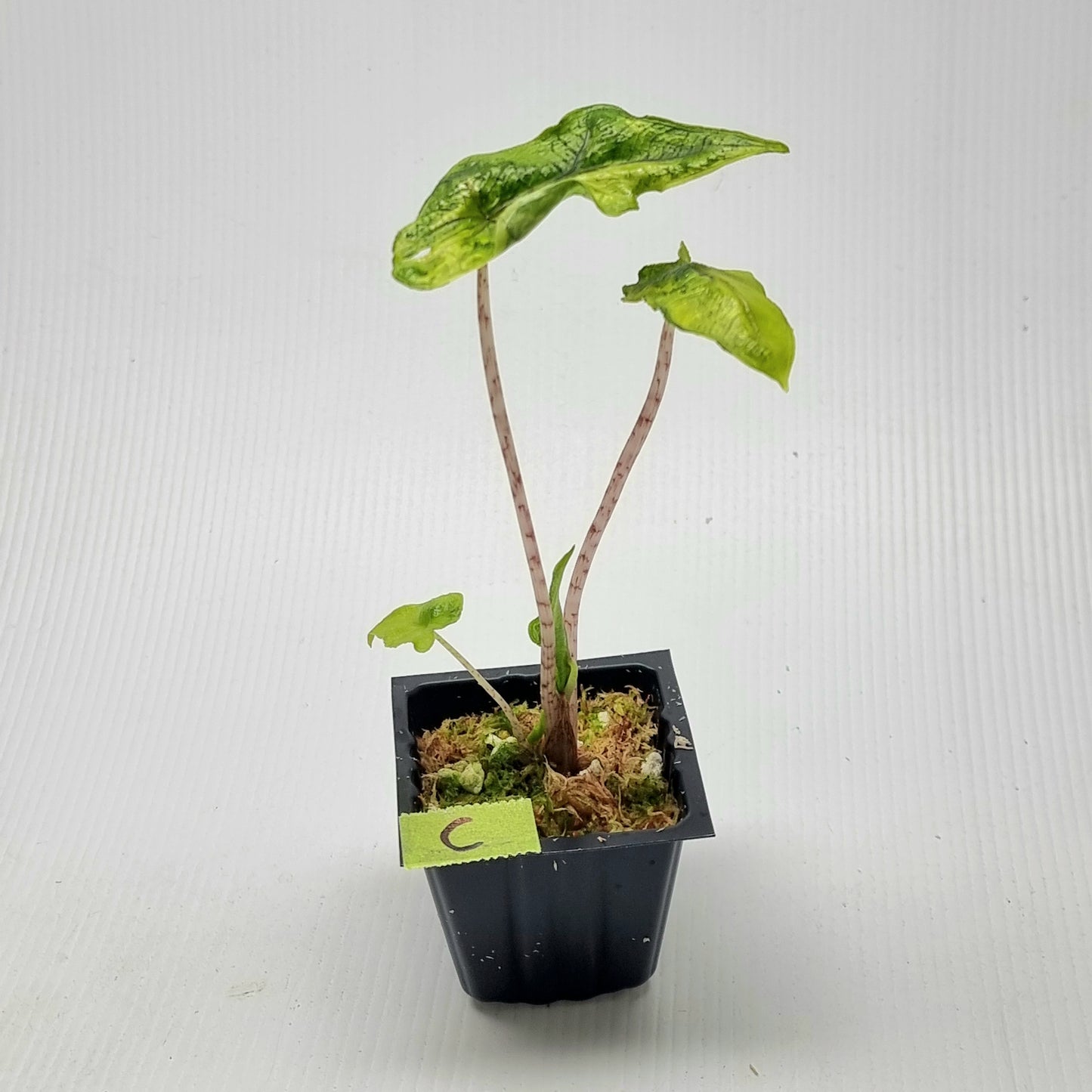 Alocasia Jacklyn Variegated