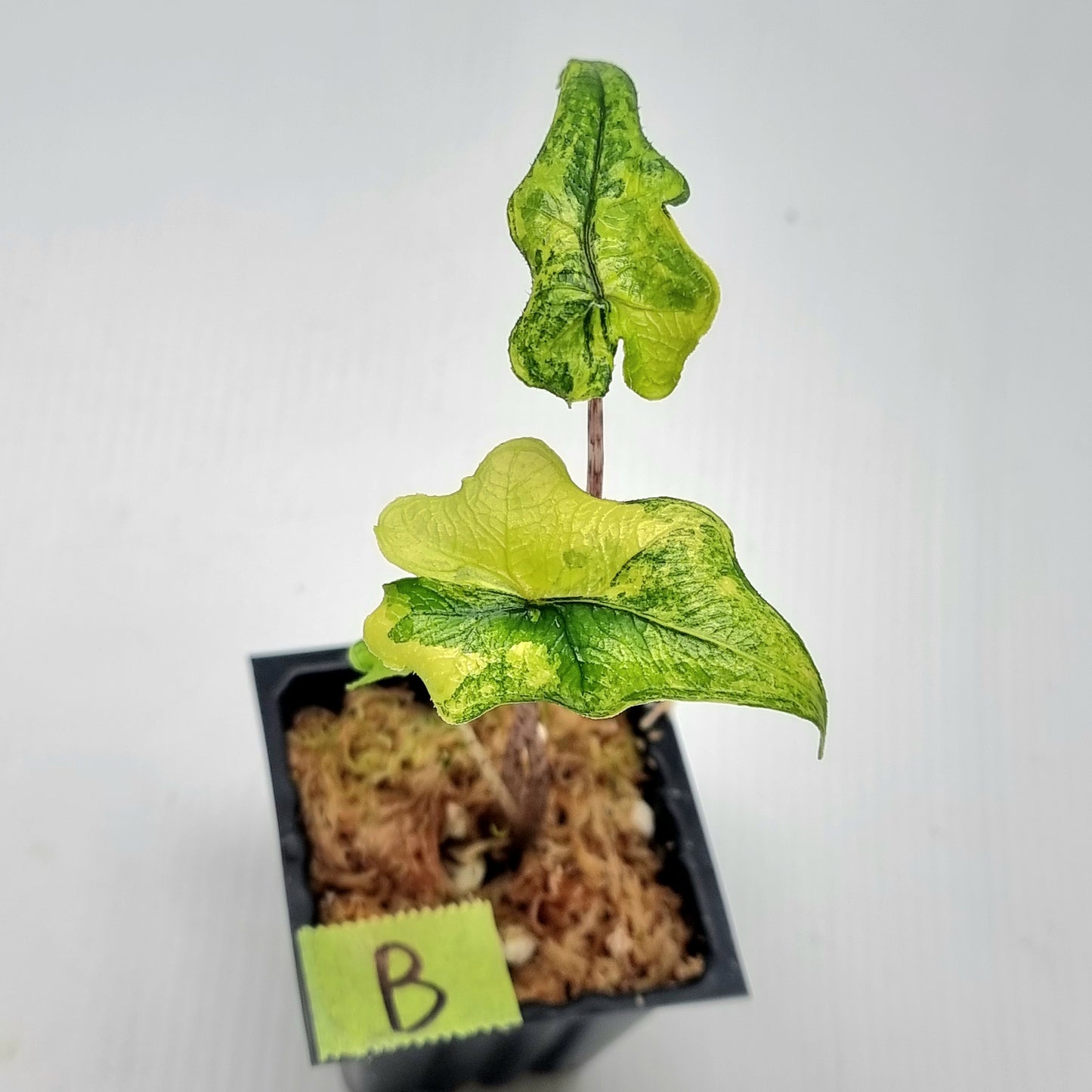 Alocasia Jacklyn Variegated
