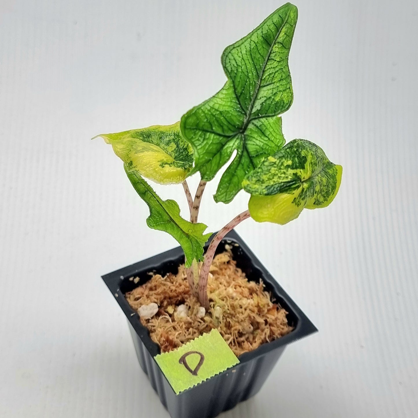 Alocasia Jacklyn Variegated