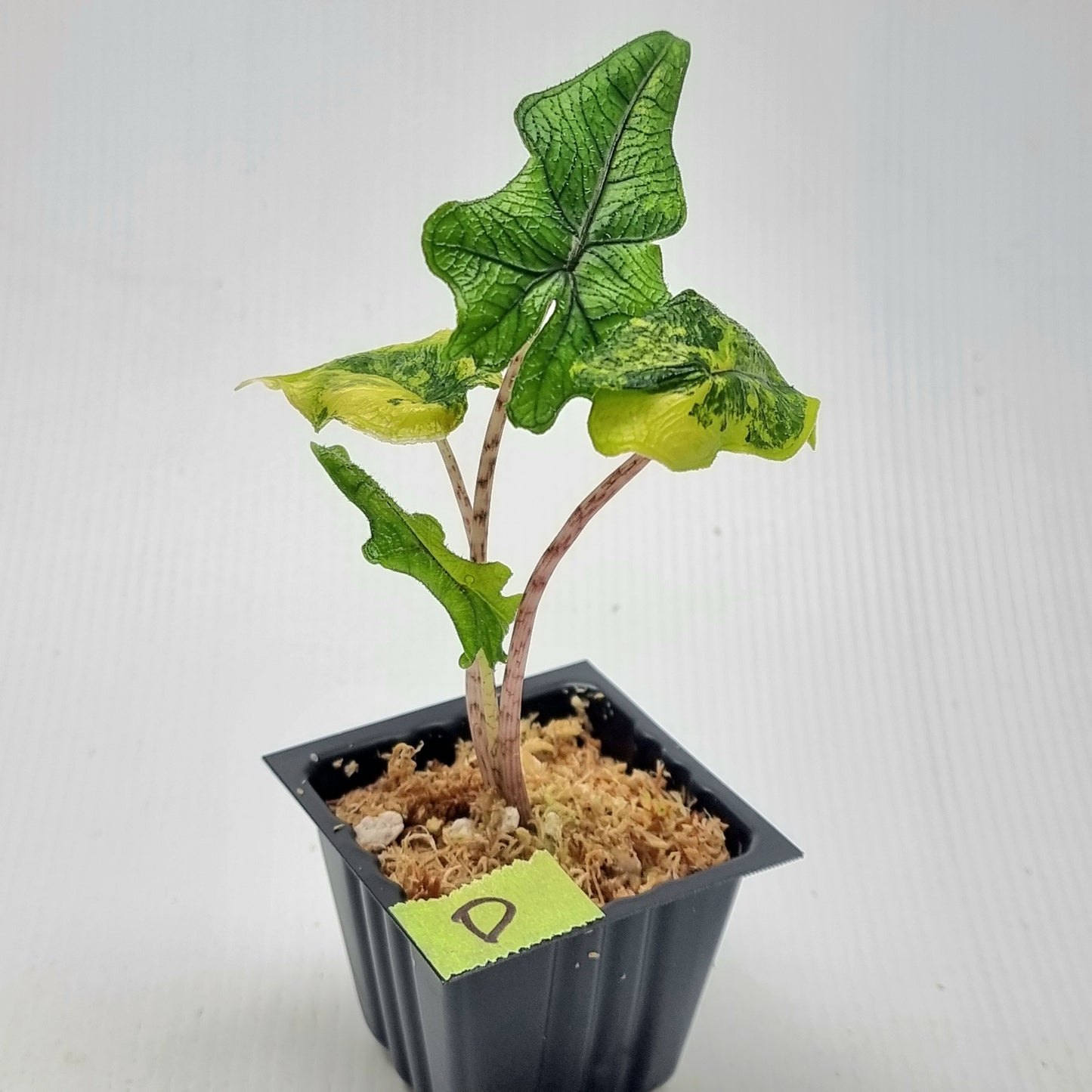 Alocasia Jacklyn Variegated