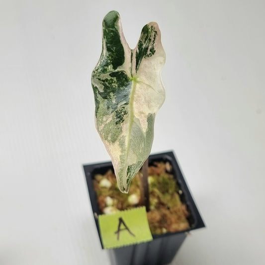 Alocasia sanderiana "Nobilis" Pink Variegated