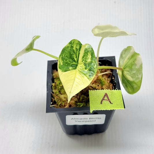 Alocasia Platinum/bisma Albo Variegated