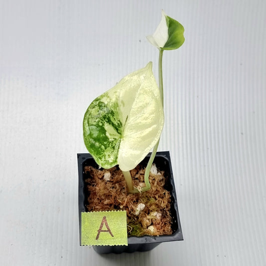 Alocasia Dragon Scale Variegated