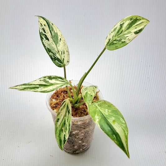 Philodendron Emerald Queen Marble