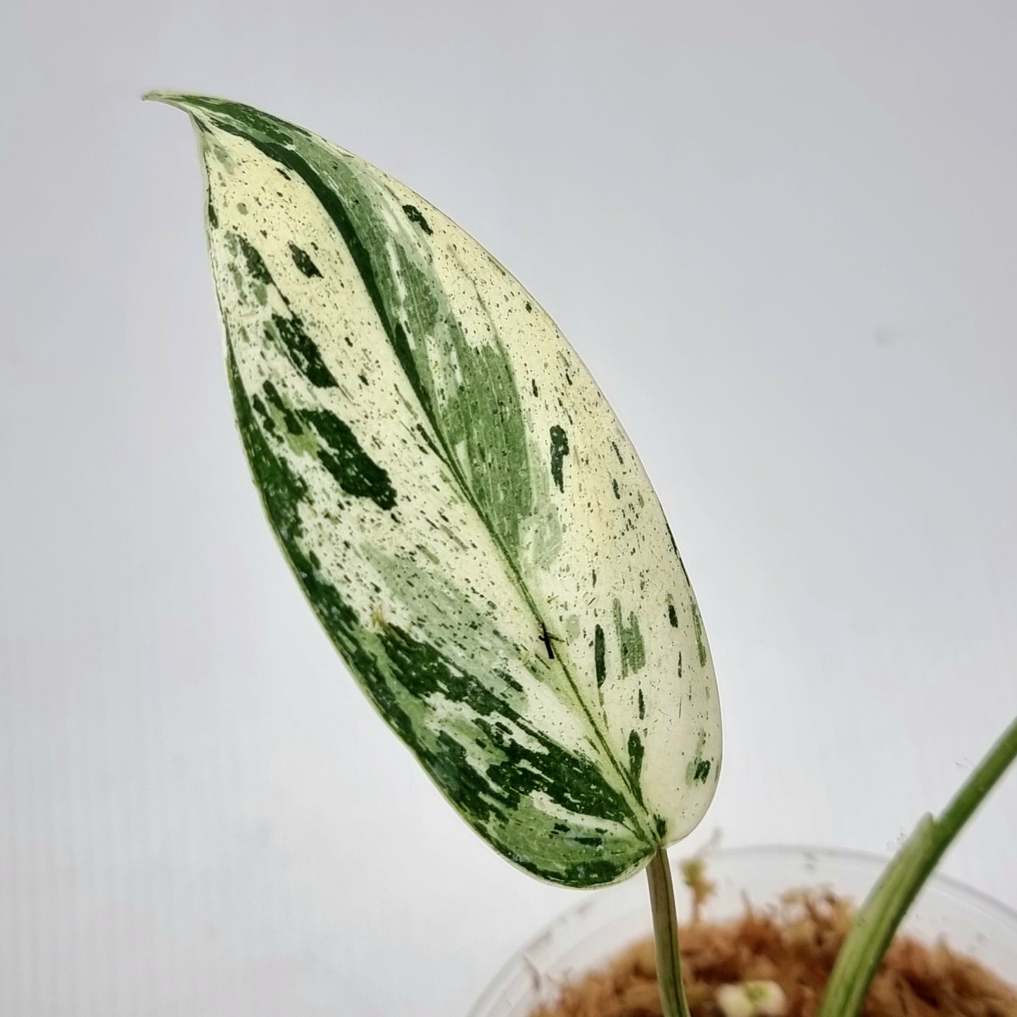 Philodendron Emerald Queen Marble