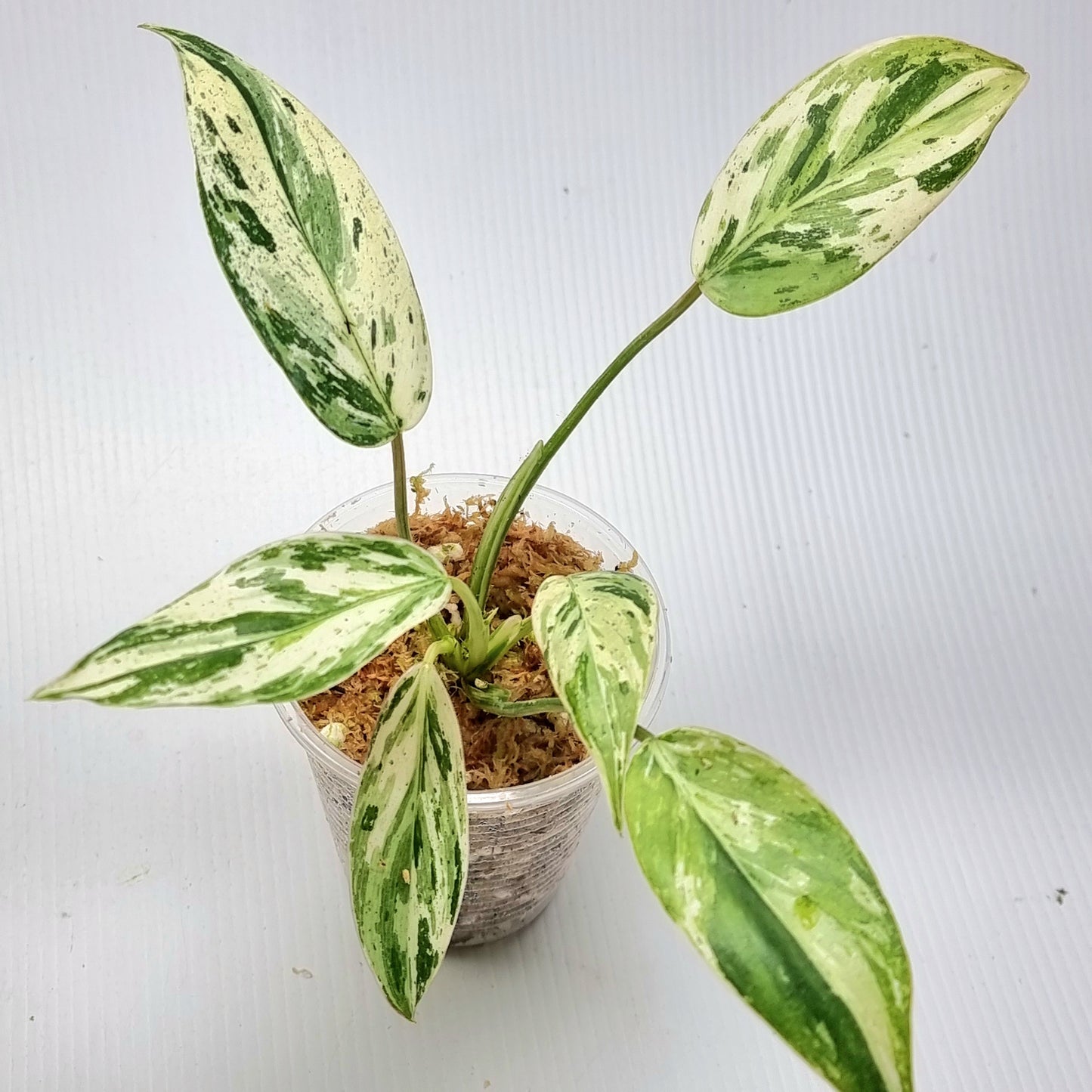 Philodendron Emerald Queen Marble