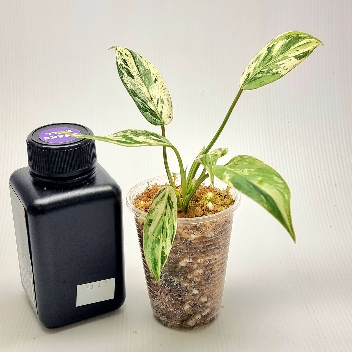Philodendron Emerald Queen Marble