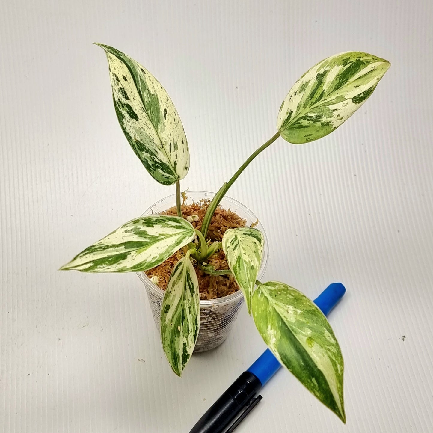 Philodendron Emerald Queen Marble