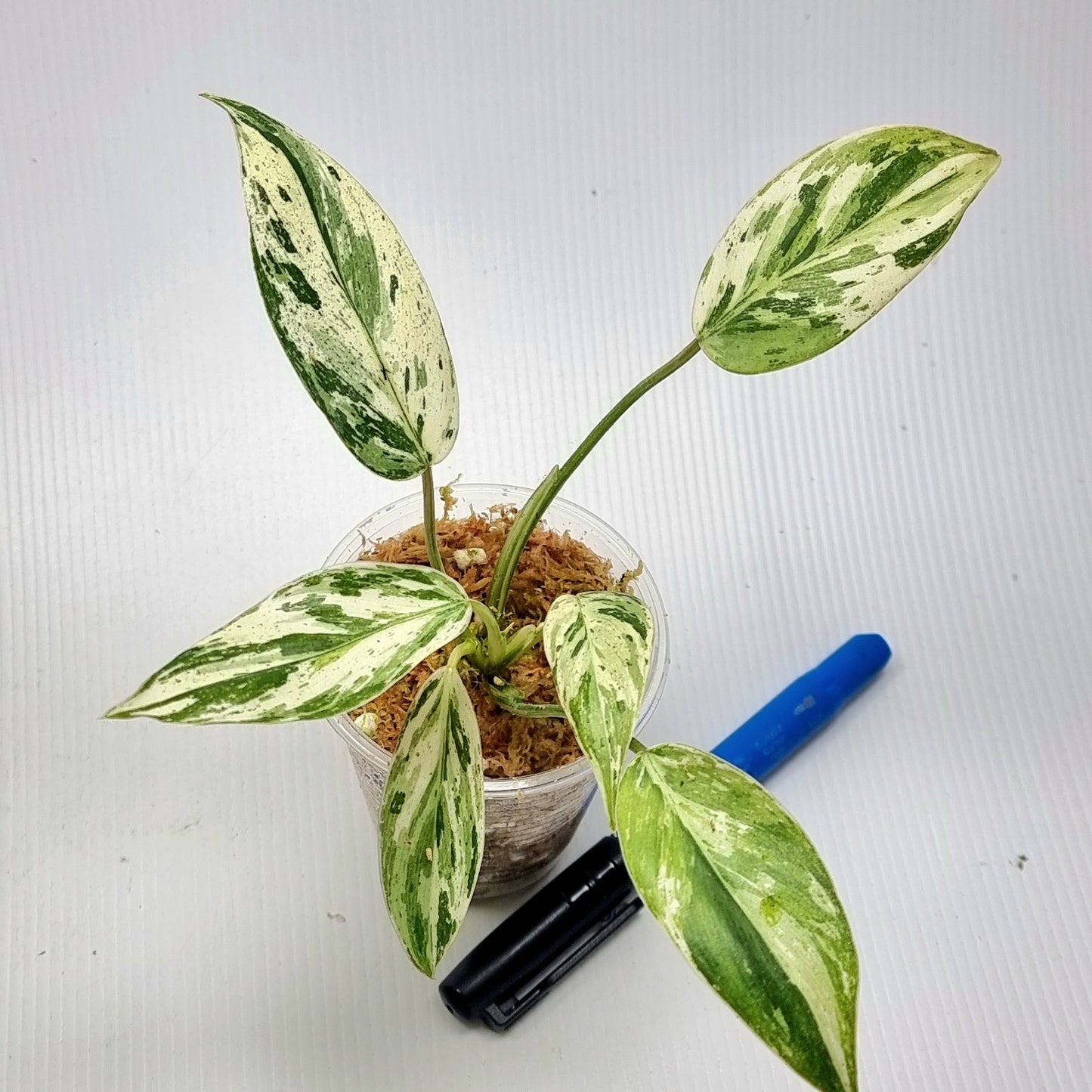 Philodendron Emerald Queen Marble