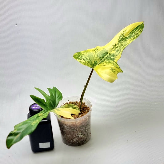 Philodendron Florida Beauty x P. mayoi Variegated