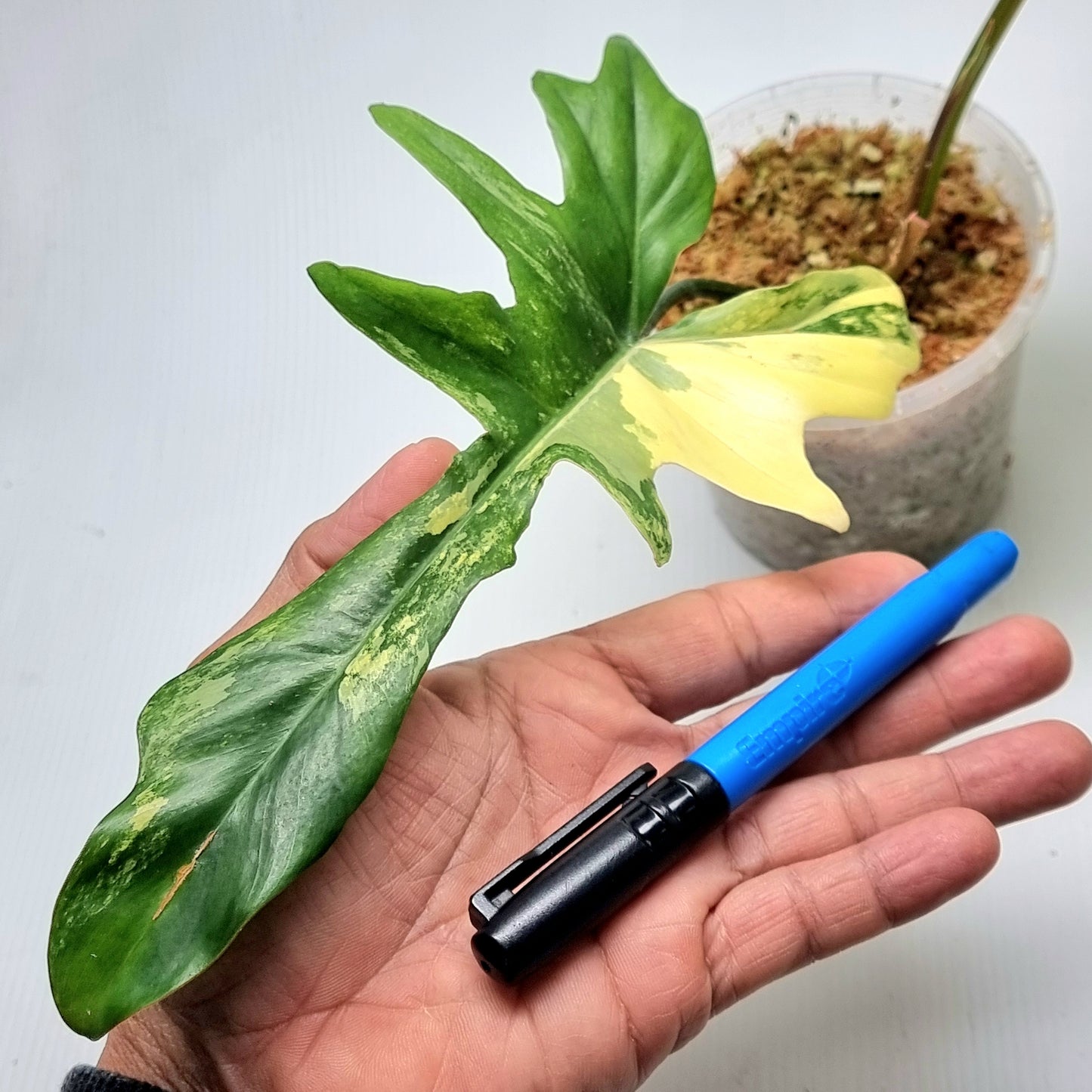 Philodendron Florida Beauty x P. mayoi Variegated