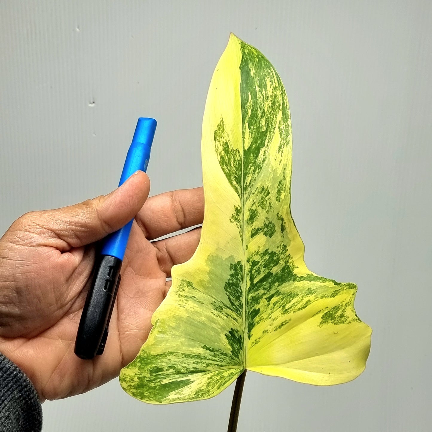 Philodendron Florida Beauty x P. mayoi Variegated