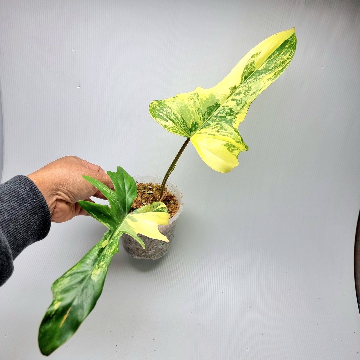 Philodendron Florida Beauty x P. mayoi Variegated