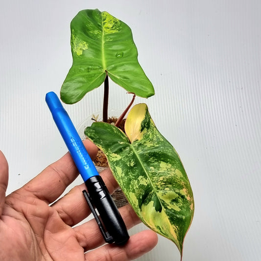 Philodendron Jennifer Variegated