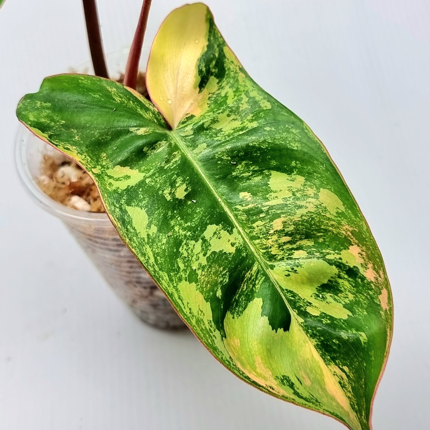Philodendron Jennifer Variegated