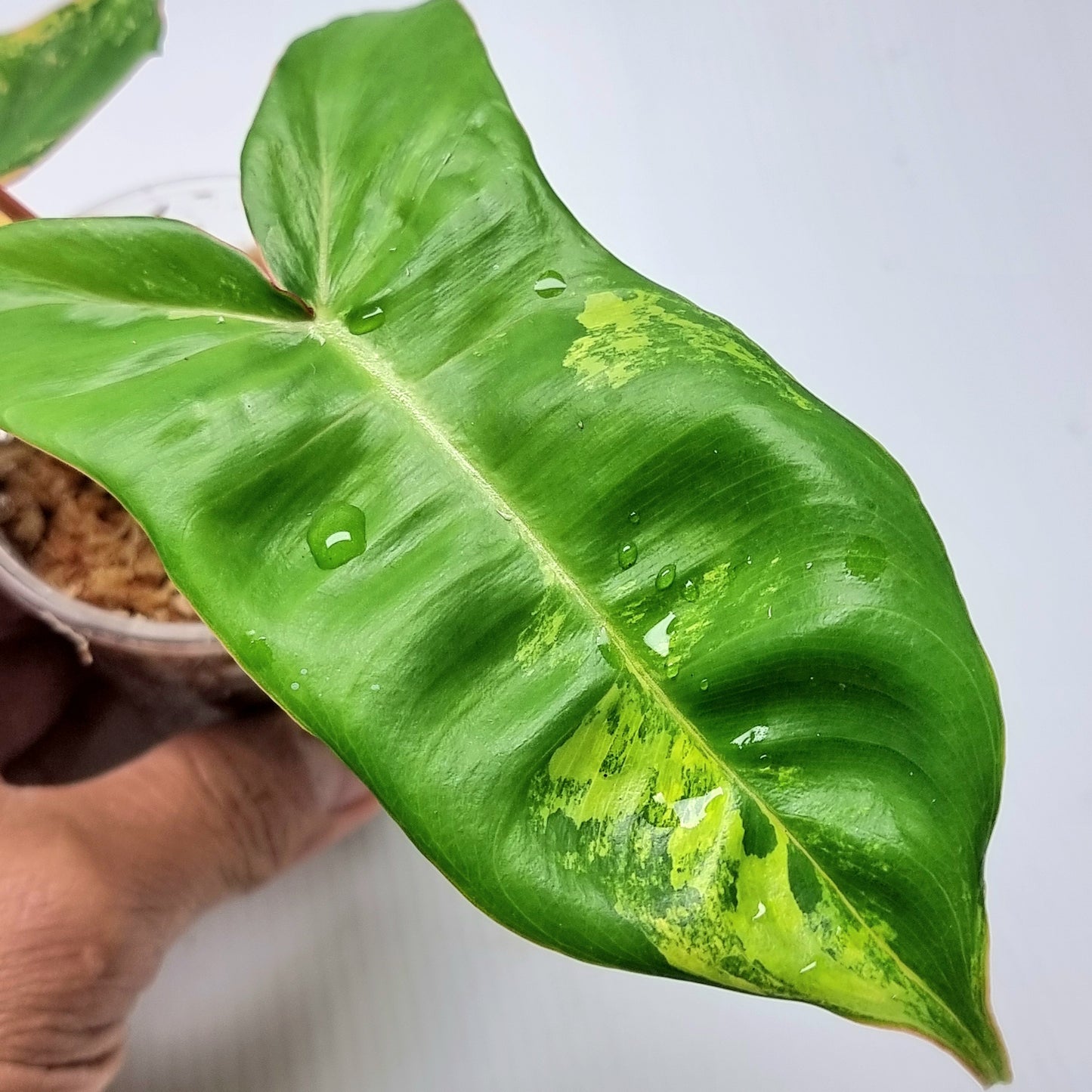 Philodendron Jennifer Variegated