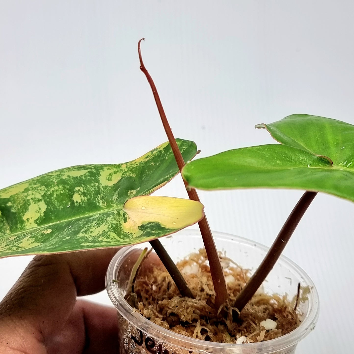 Philodendron Jennifer Variegated