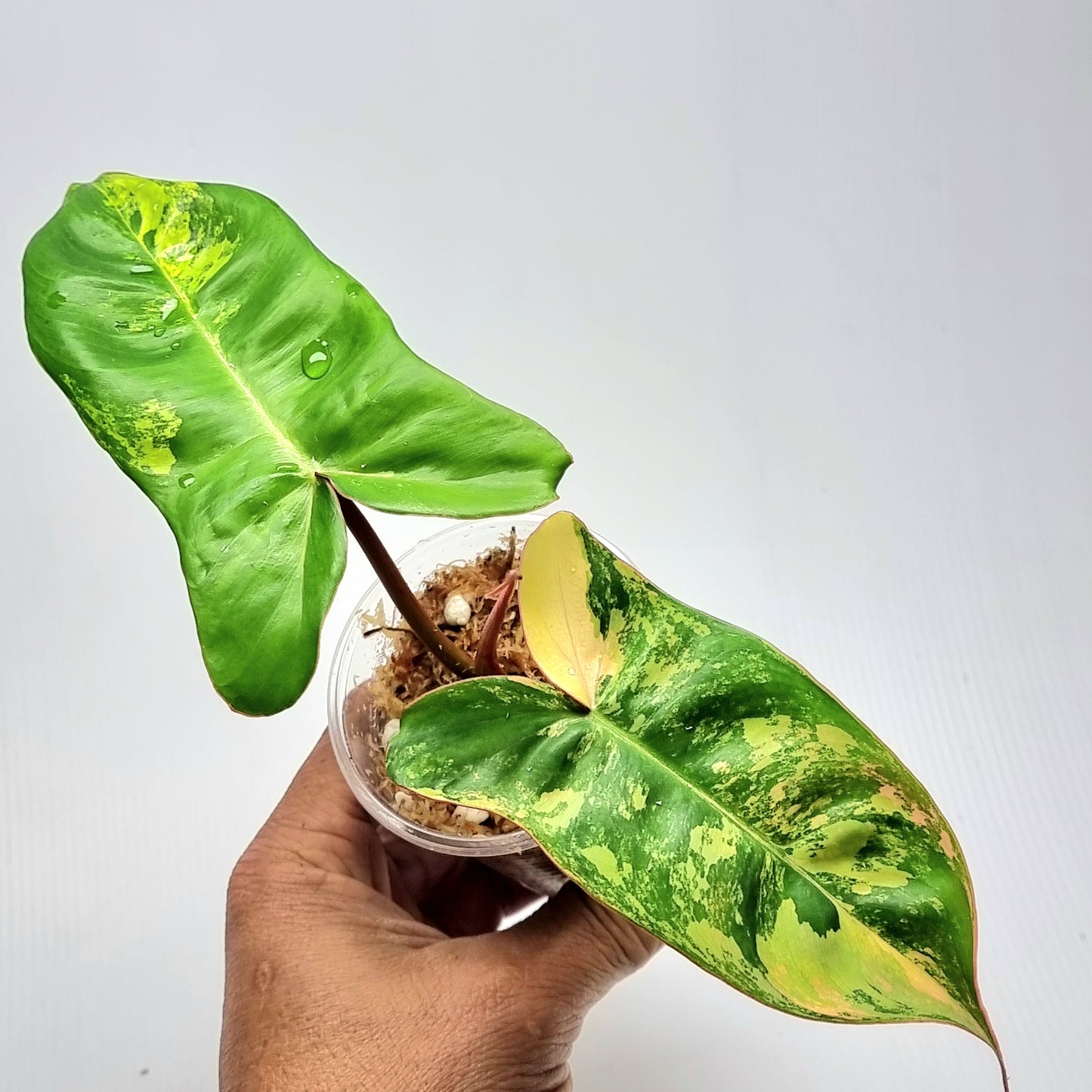 Philodendron Jennifer Variegated