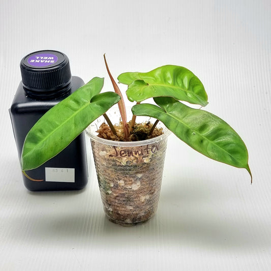 Philodendron Jennifer REVERTED