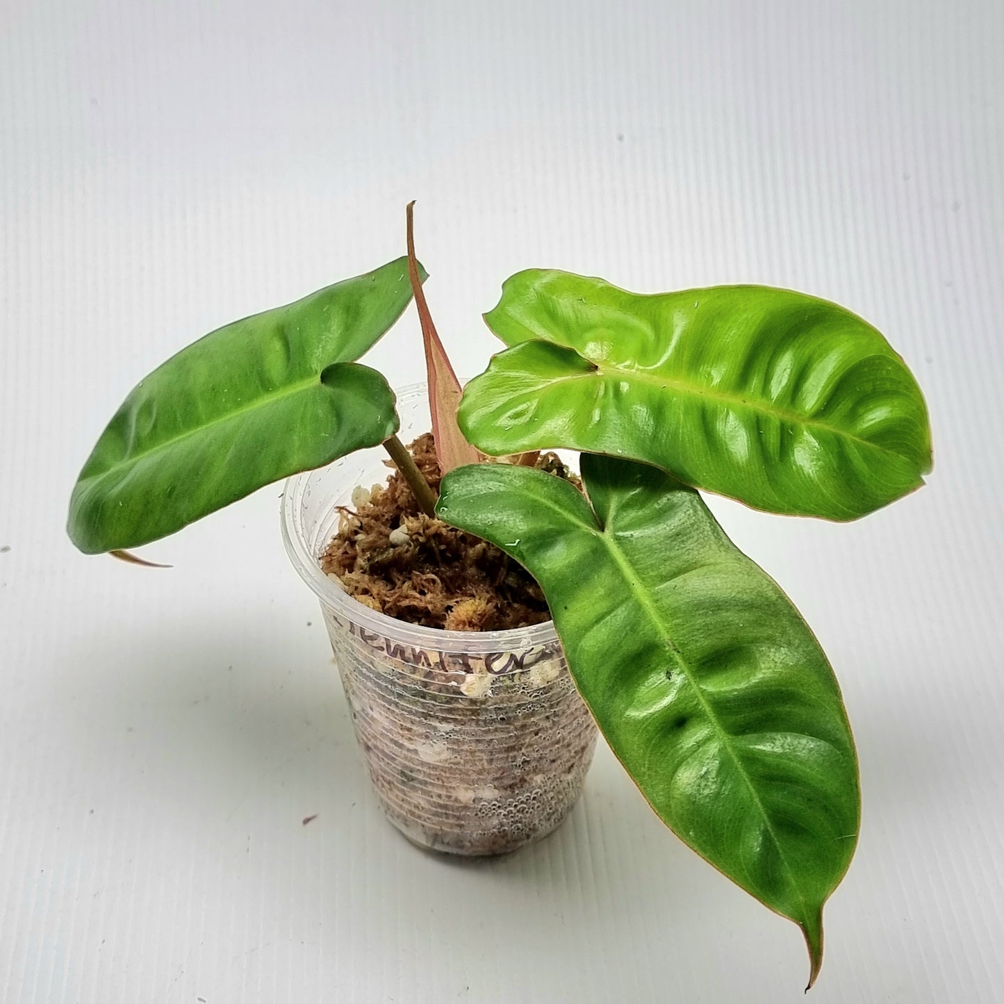 Philodendron Jennifer REVERTED