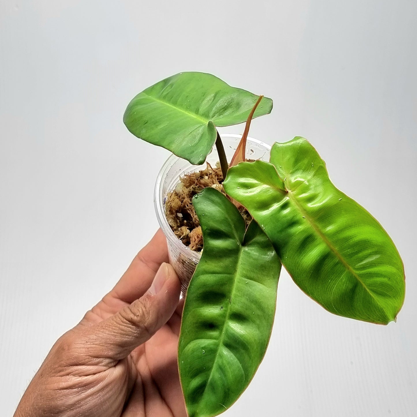 Philodendron Jennifer REVERTED