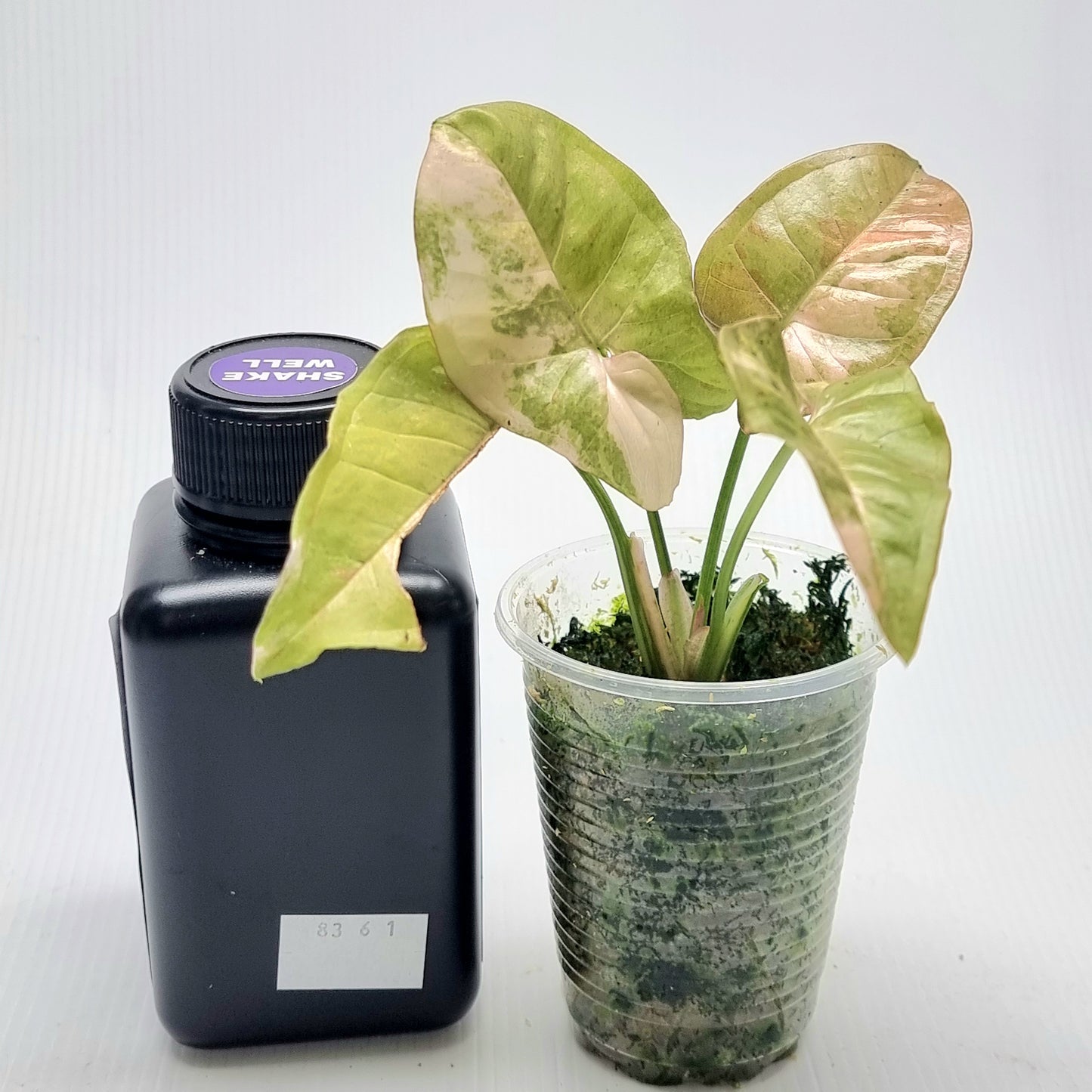Syngonium Pink Spot Variegated