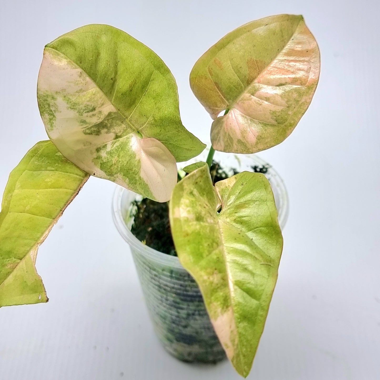 Syngonium Pink Spot Variegated
