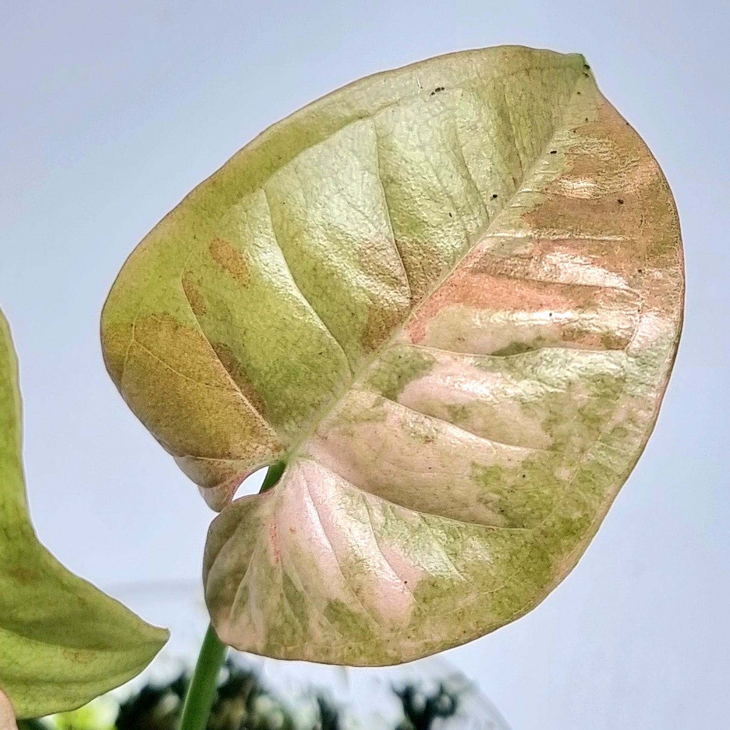 Syngonium Pink Spot Variegated