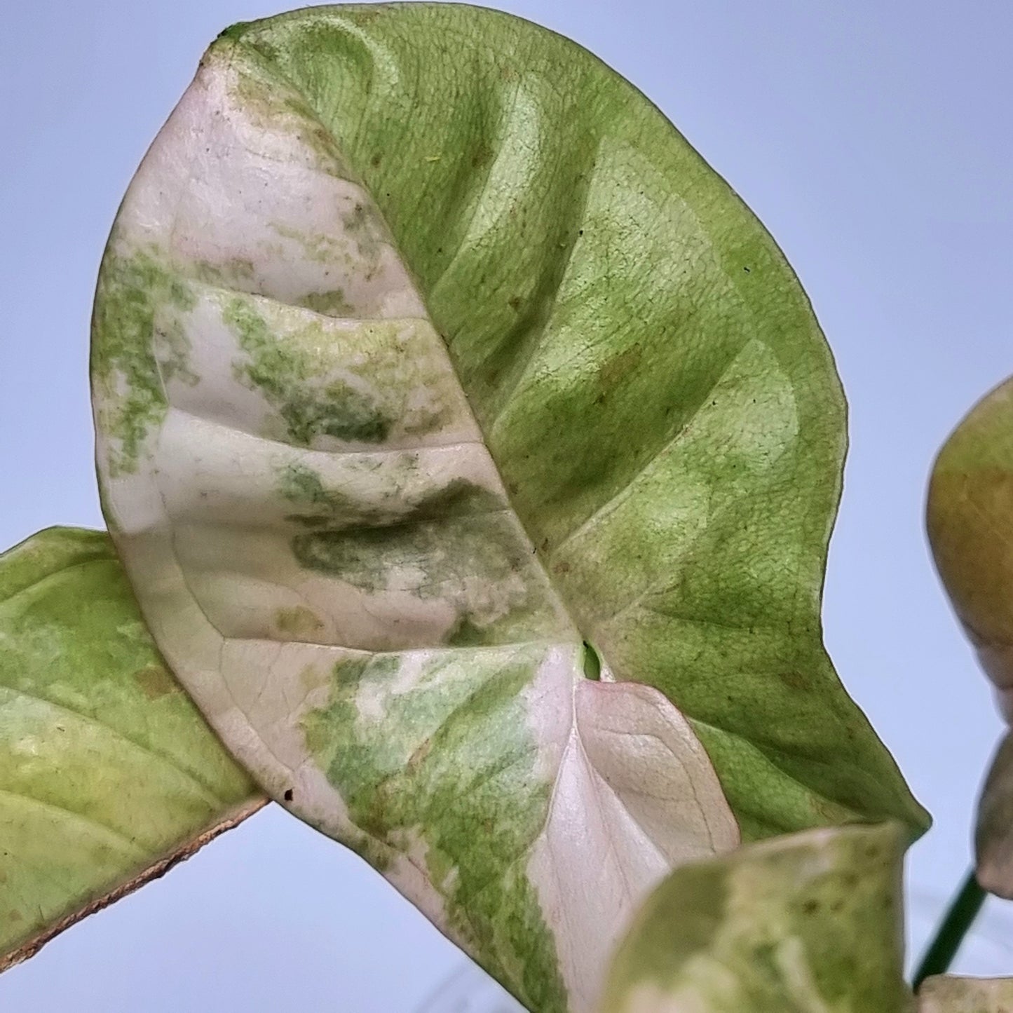 Syngonium Pink Spot Variegated