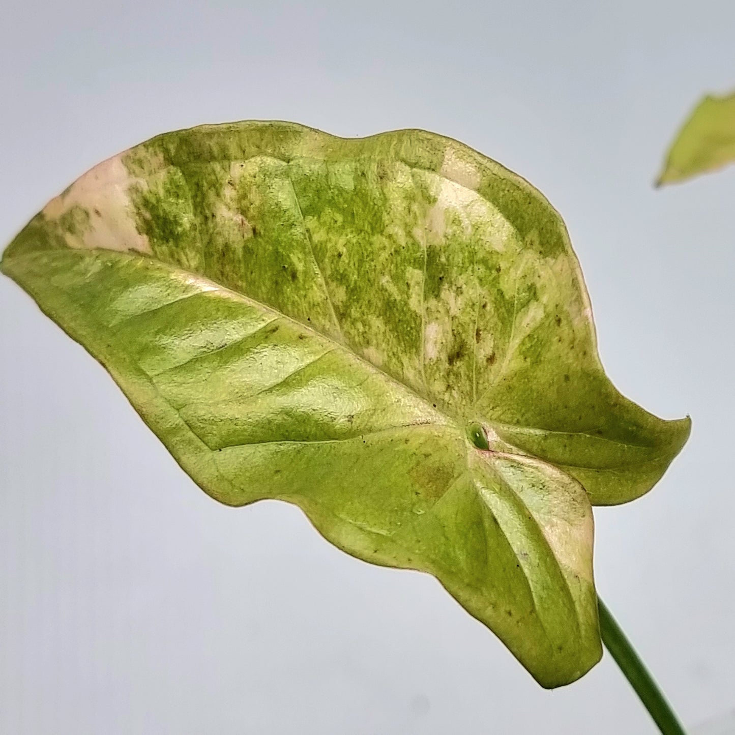 Syngonium Pink Spot Variegated