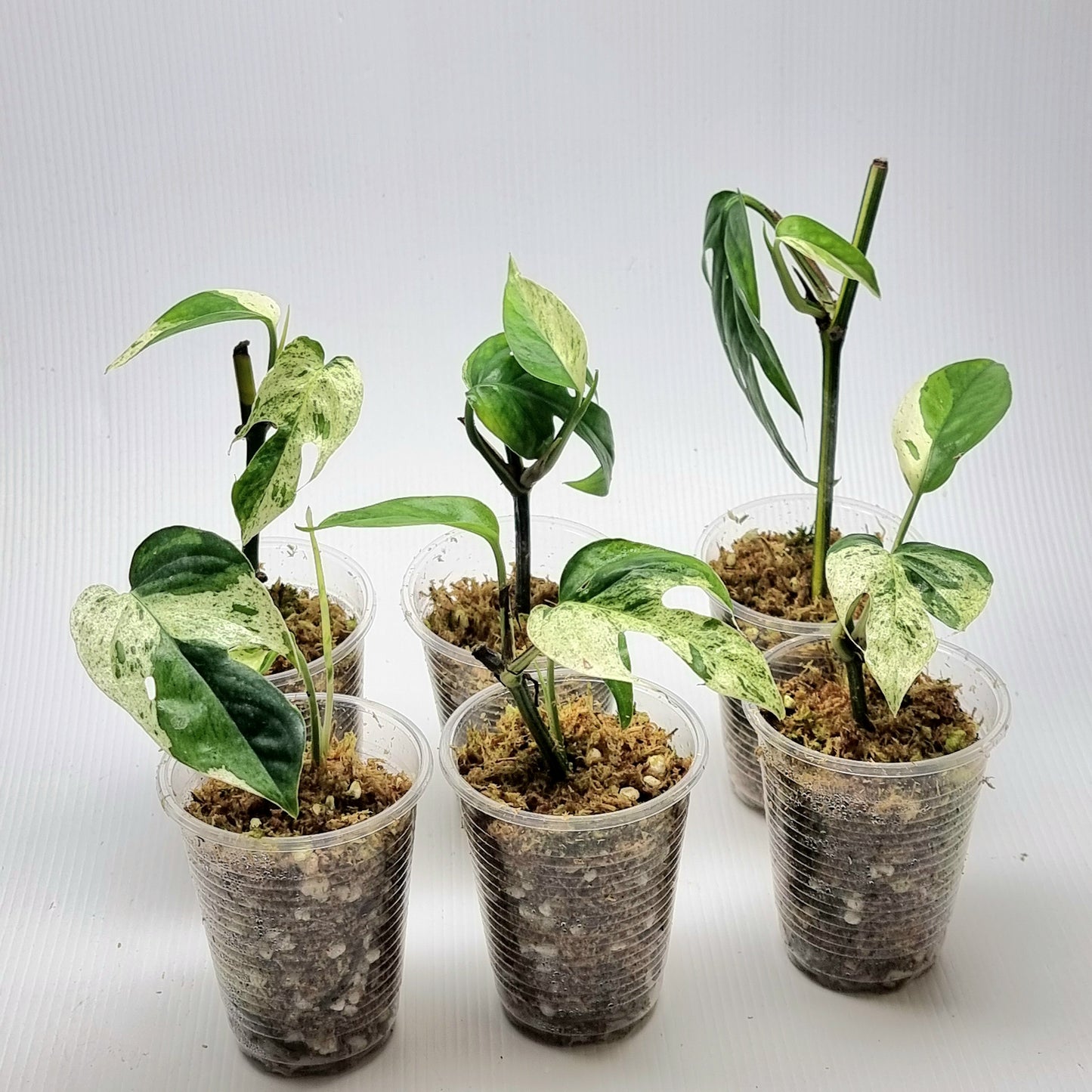 Epipremnum pinnatum 'Marble'